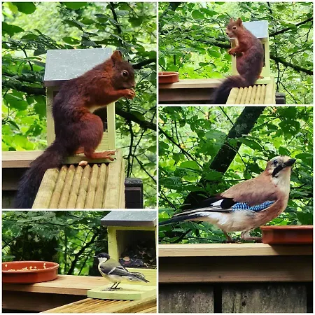 Domek alpejski The Deer *