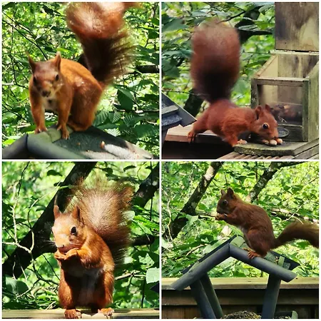 The Deer Domek alpejski *