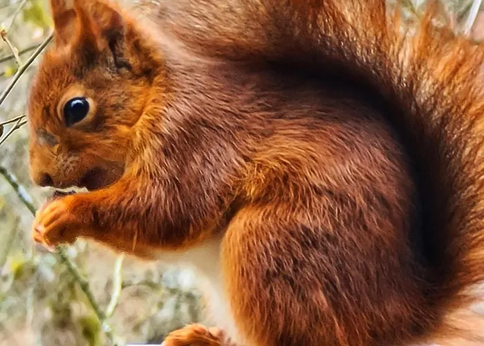 Chalet The Deer Durbuy